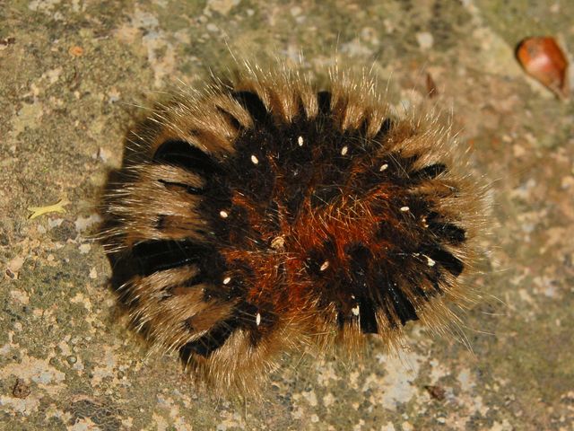 Un bruco da identificare - Lasiocampa quercus